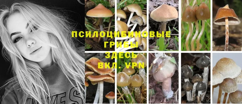 Галлюциногенные грибы Psilocybine cubensis  Сосновка 